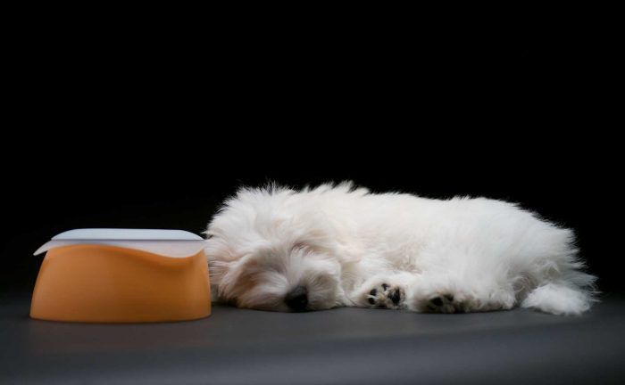 yummy travel dog bowls