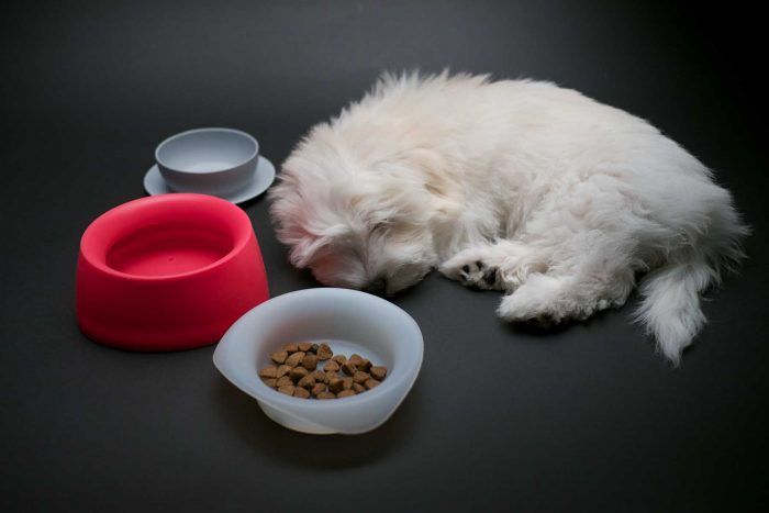 yummy travel dog bowls