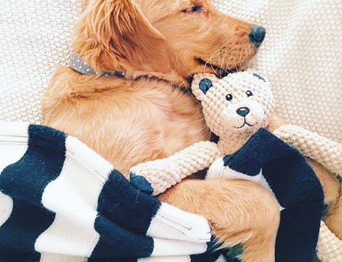 4 Travel Tips For Your Pet