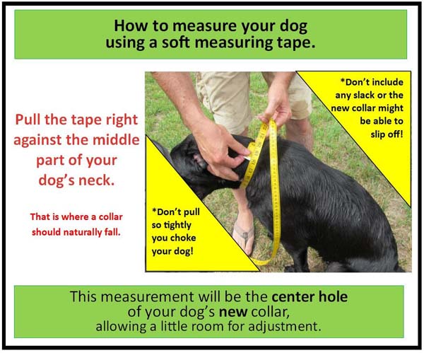 Measuring for a dog collar2
