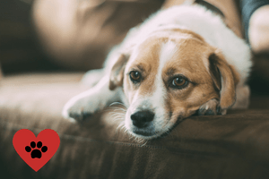 leaving dogs on their own