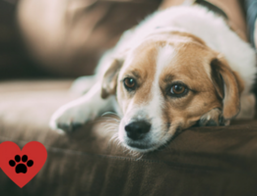 Do’s and Don’ts of Leaving Dogs on their Own