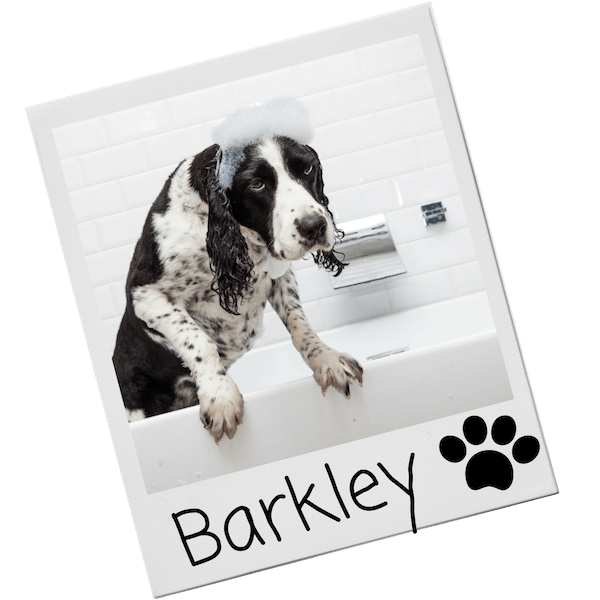 Shampoo for dogs - grooming products