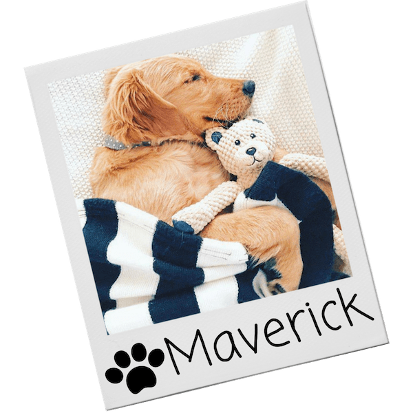Soft Dog Toys