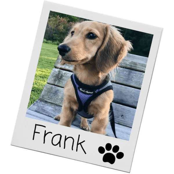 Velcro Dog Harness