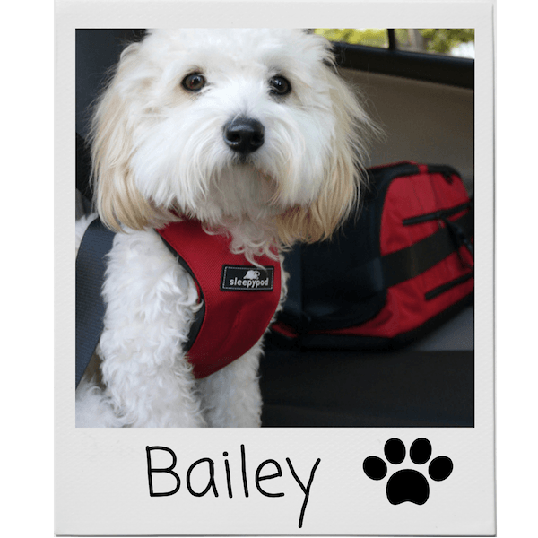 Clickit Harness safe for dogs