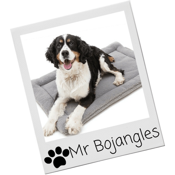 Dog beds for your pup