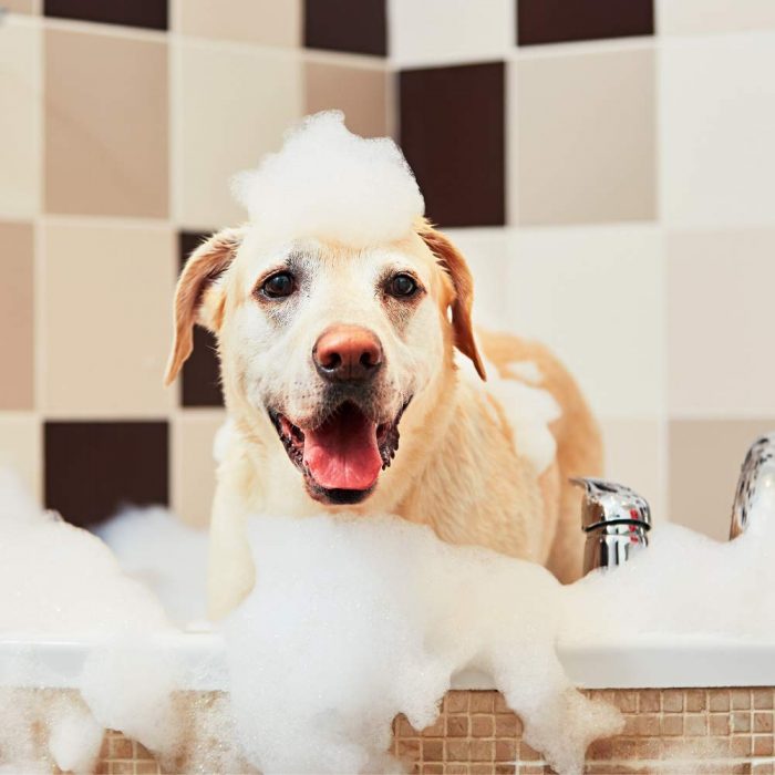 Les Pooch Dog Shampoo - Regular Male or Female Shampoo - Made with the Finest Ingredients to Deodorize and Clean Your Pup - Image 2